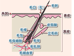 毛の構造