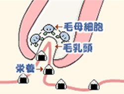 発毛の仕組み